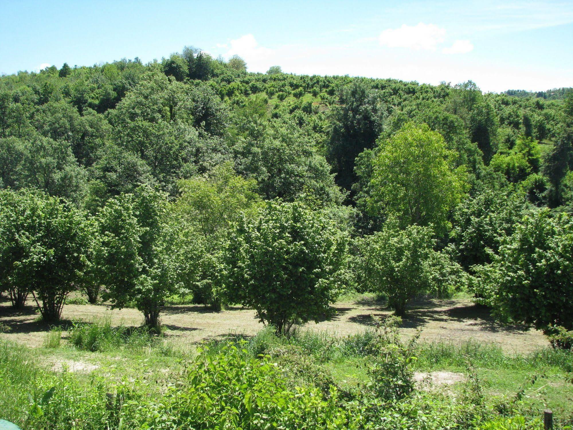 Agriturismo San Martino Clavesana Екстериор снимка